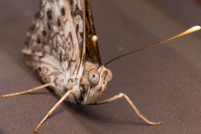 Close-up of insect