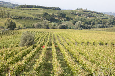 Green hills in tuscany with vineyards, italy.