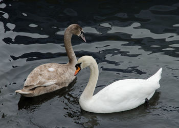 Swan swimming in lake