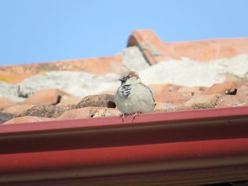 Close-up of bird perching on metal against blue sky