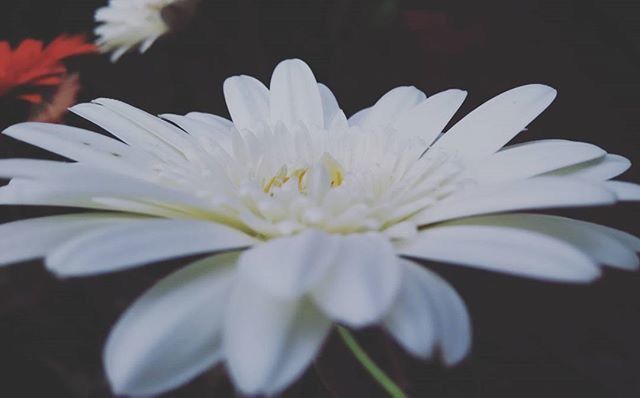 flower, petal, flower head, freshness, fragility, white color, beauty in nature, pollen, close-up, single flower, growth, nature, blooming, daisy, stamen, white, focus on foreground, in bloom, selective focus, no people