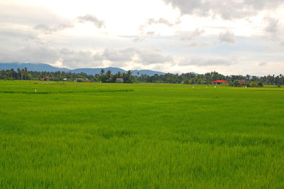 Scenic view of agricultural field against sky