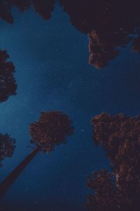 Low angle view of trees against sky at night