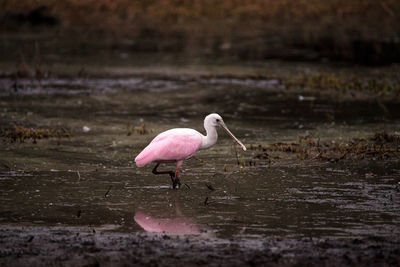 Close-up of bird in water