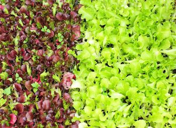 High angle view of vegetables on plant