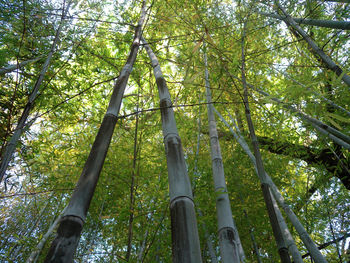 Low angle view of bamboo trees against sky