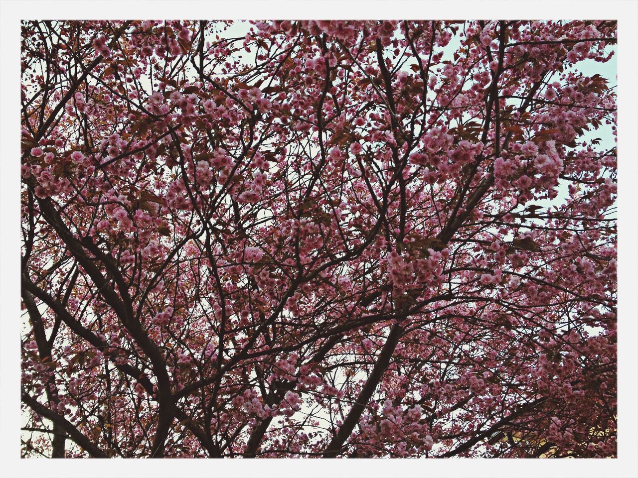 transfer print, tree, growth, branch, flower, auto post production filter, beauty in nature, low angle view, nature, pink color, freshness, blossom, tranquility, day, outdoors, no people, fragility, sky, season, springtime