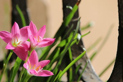 Close-up of pink flowers blooming outdoors