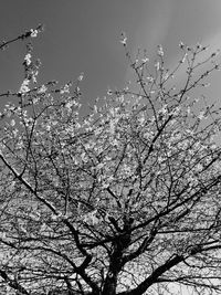 Low angle view of tree against clear sky