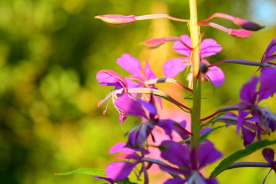 Close-up of pink flowering plant
