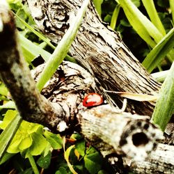 Close-up of plant growing on tree trunk