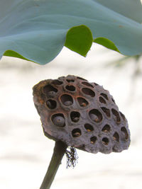 Close-up of butterfly on plant