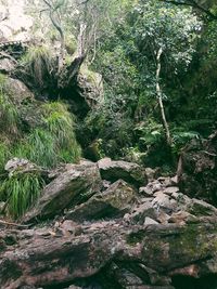 Moss growing on rock in forest
