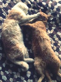 Cat sleeping on rug