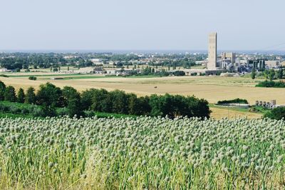 Scenic view of agricultural field against sky