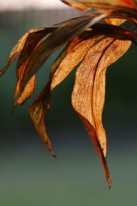 Close-up of dry leaves on plant during autumn