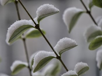 Close-up of frozen blooming outdoors
