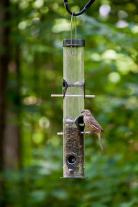 Close-up of bird feeder