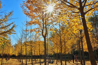 Sun shining through trees in park during autumn