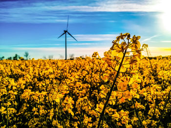 Scenic view of yellow flowering plants on field against sky with wind turbine in the background 