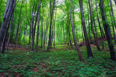 Trees growing in forest