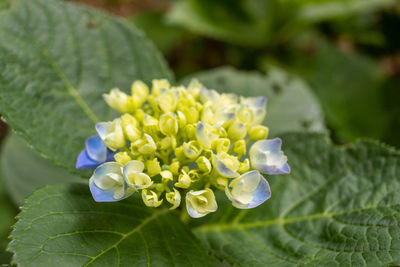 Close-up of purple flowering plant