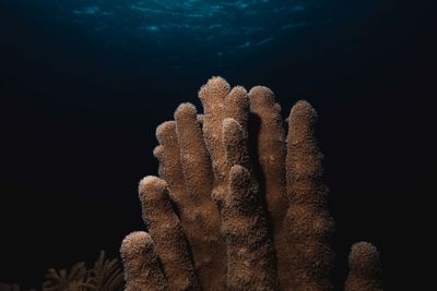 Low angle view of succulent plant at night