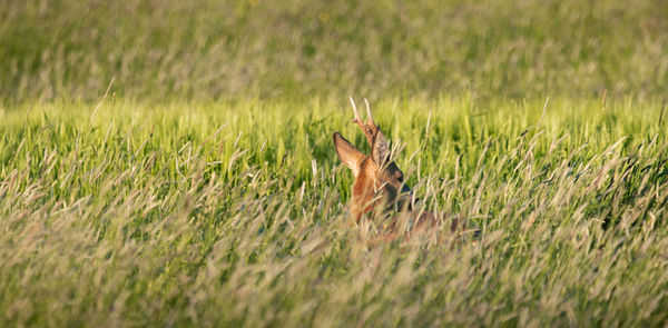 Lizard on a field