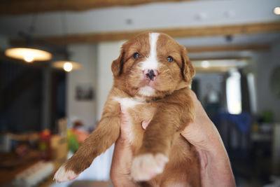 Portrait of puppy