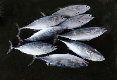 Close-up of fish in water