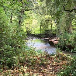 Scenic view of lake amidst trees in forest
