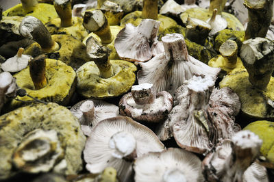 Close-up of mushrooms