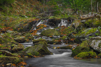 Scenic view of waterfall in forest