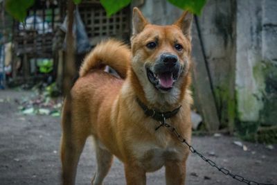 Portrait of dog standing outdoors