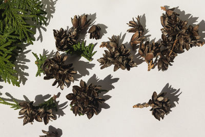 High angle view of dry leaves against white background