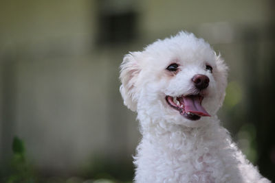 Close-up of white puppy sticking out tongue