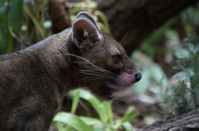 Close-up of a fossa, always on the move