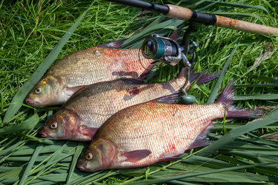 High angle view of fish in basket