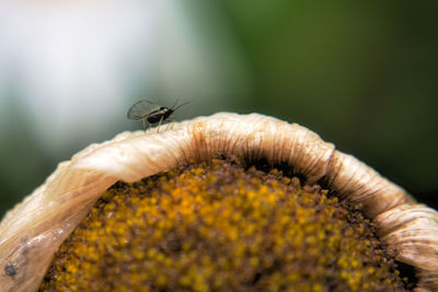 Close-up of insect on flower