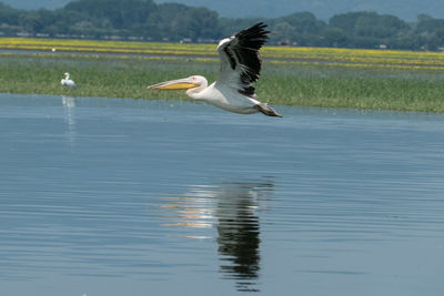 Bird flying over lake