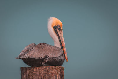 Close-up of pelican against clear sky