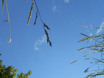 Low angle view of trees against blue sky