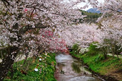 View of cherry blossom from canal