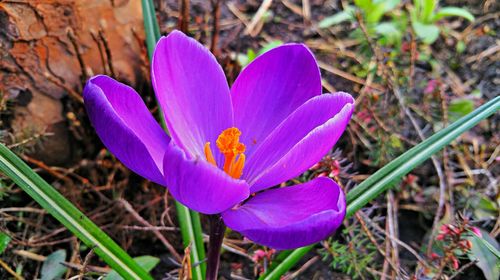 Close-up of purple flower