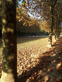 Sunlight falling on autumn leaves on field