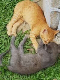 High angle view of cat sleeping on grass