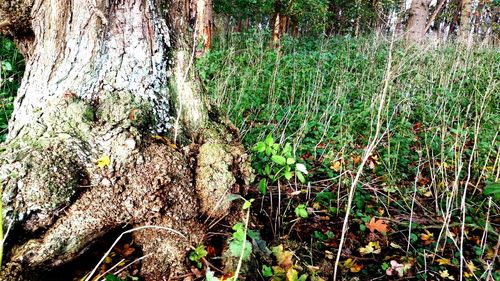 Trees growing in forest