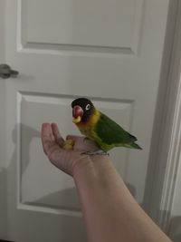 Pet lovebird eating corn in hand