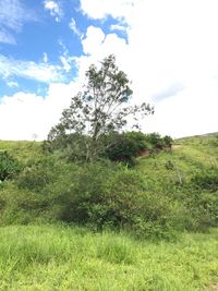 Low angle view of tree on field against sky