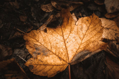 Close-up of dry maple leaf on land